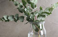 Glass vase containing several eucalyptus branches