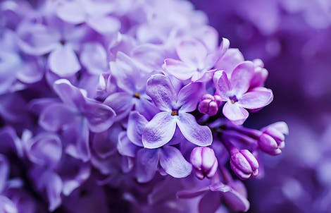 Photograph of lilacs