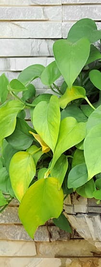 Bright green leaves spill from a wall-mounted planter
