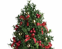 Wreaths & Boxwood Trees