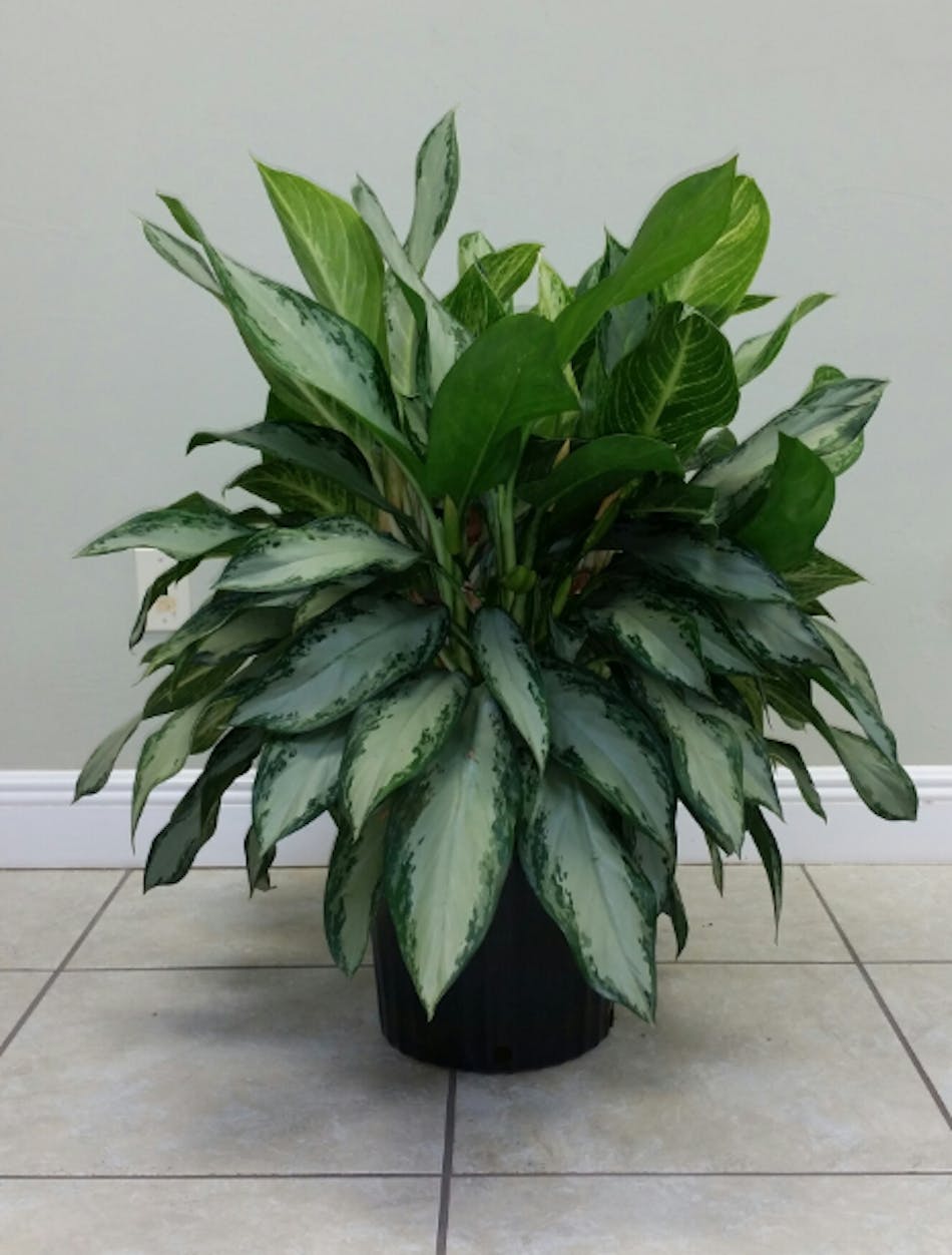  Aglaonema Golden Bay  Varigated Cast Iron Plant 