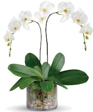 Orchid Plant in Cube - Select your color