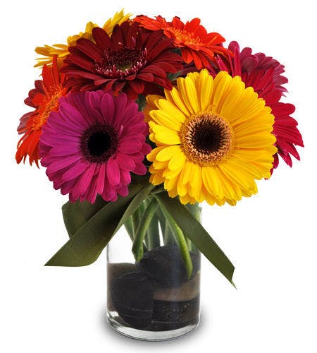Dazzling Daisies colorful Gerbera daisies Available Same Day Flower