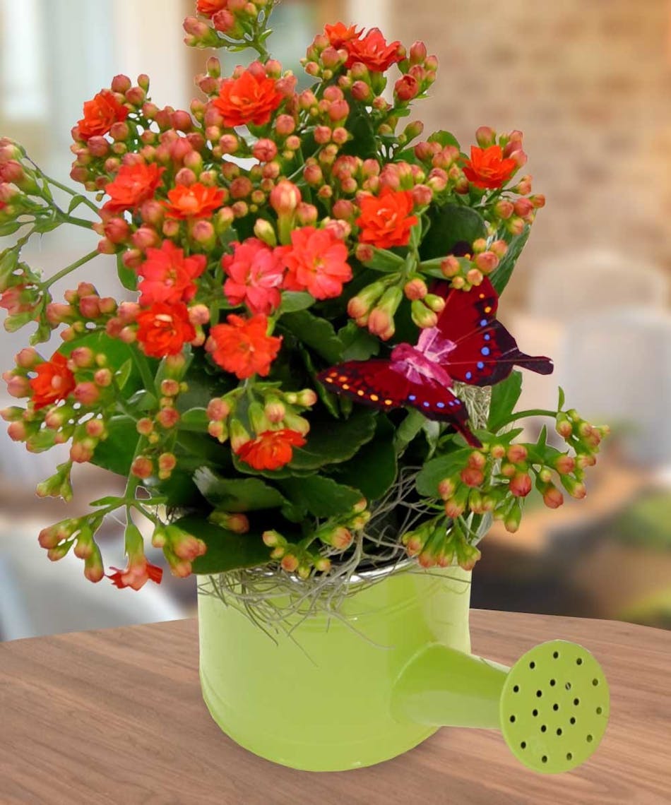 Kalanchoe Watering Can Live kalanchoe plant in a whimsical watering