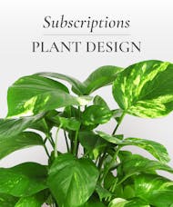PLANT SUBSCRIPTION - 3 MONTHS