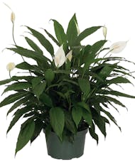 A Blooming Peace Lily