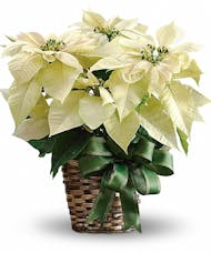 White Poinsettia in Basket