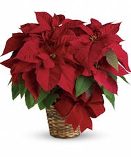Red Poinsettia in Basket