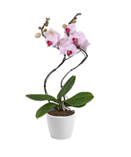 Hurricane Orchid