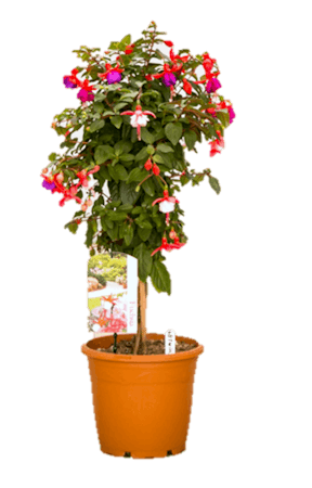 Fuchsia Plant | Trumbull (CT) Same-Day Delivery City Line Florist