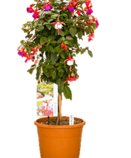 Fuchsia Plant Topiary