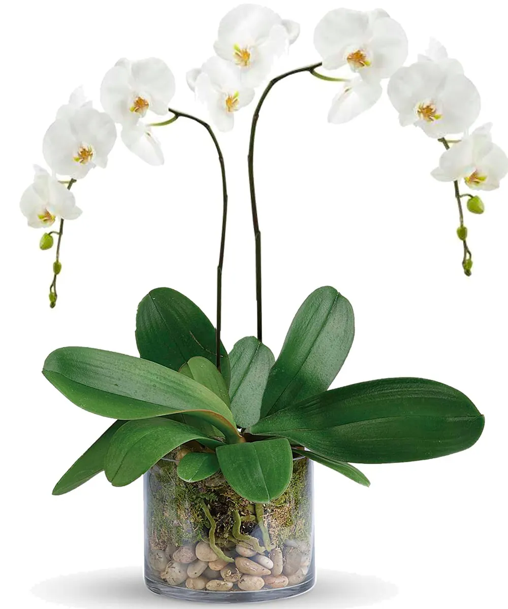 Orchid Plant In Cube