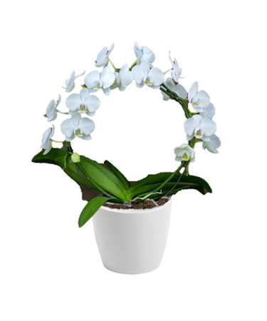 Orchid Hoop