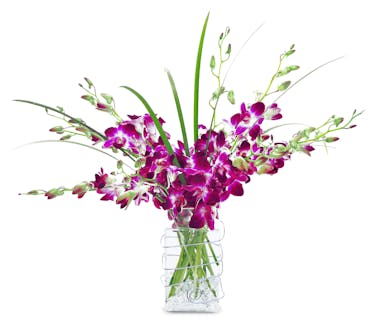 Orchid Delight Mother S Day Mothers Day Spring City Line Florist Trumbull Ct 06611