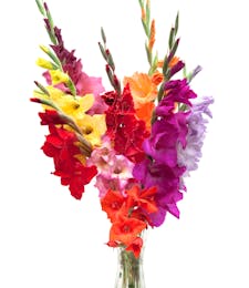 Gladiolus assorted colors arranged
