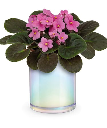Pink Violet Plant