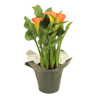 Calla Lily Plant