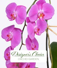 Spectacular Orchid Plants
