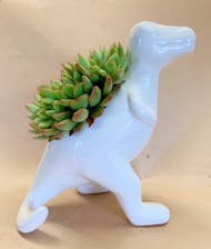 Succulent Dino