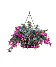 Hanging Fuchsia Plant