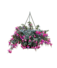 Hanging Fuchsia Plant