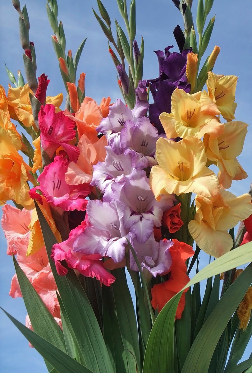 Gladiolus Wrapped Bouqet Floral Delivery Connecticut City Line Florist