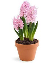 Hyacinth Plant 8