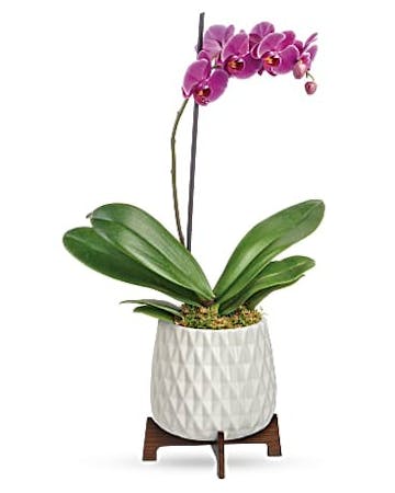 Mid Mod Orchid Plant
