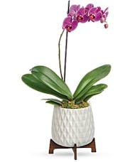 Mid Mod Orchid Plant