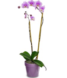 Orchid Plant in Ceramic