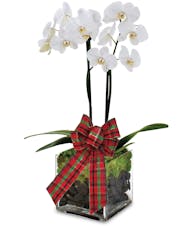 Holiday Orchid