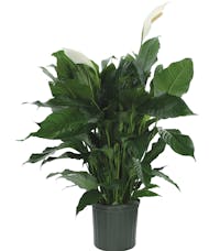 A Blooming Peace Lily