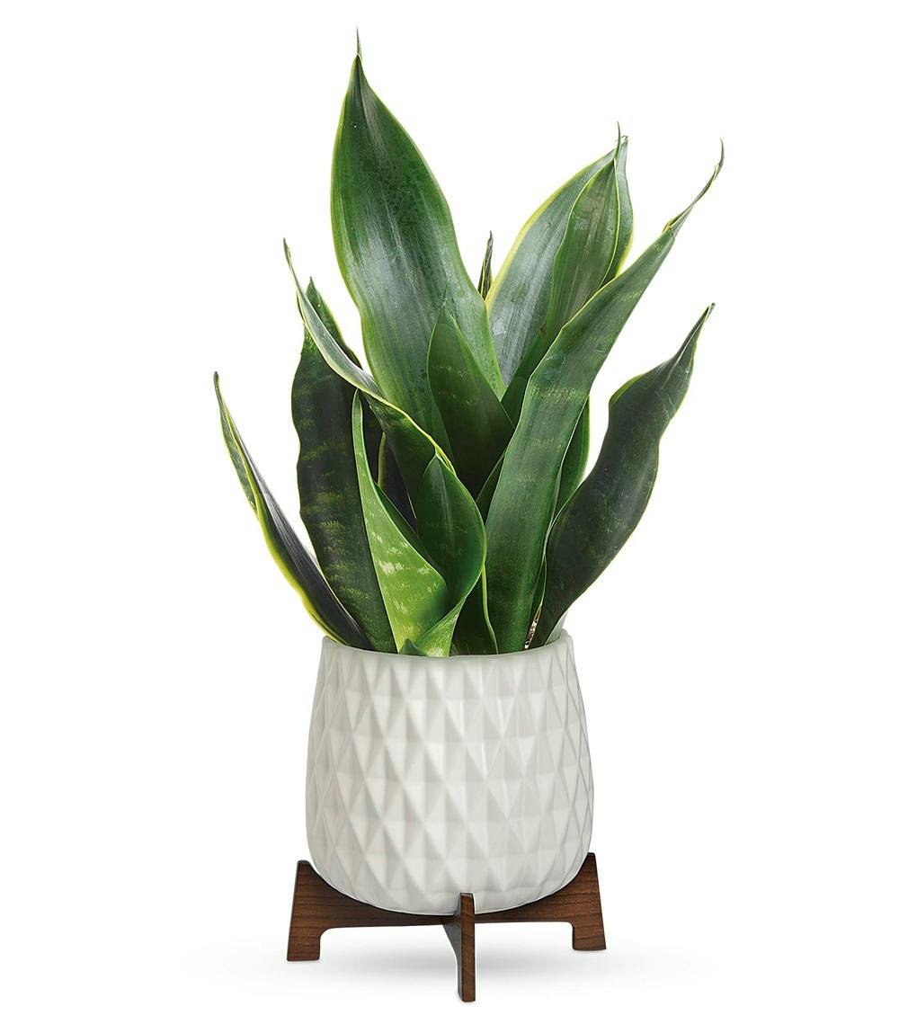 Snake Plant Stand | Trumbull (CT) Same-Day Plant Delivery | City Line ...