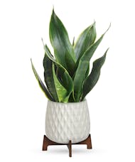 Snake Plant Stand