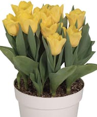 Tulip Plant assorted colors