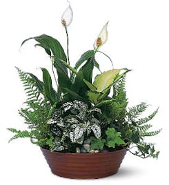 Houseplants