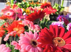 A gorgeous medley of pink, red and orange spring blossoms